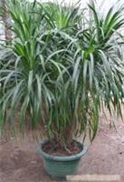 上海康馨園林綠化 龍血樹租賃價格、圖片、詳情及養護服務